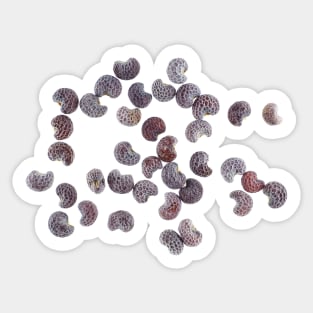 Poppy seeds Sticker